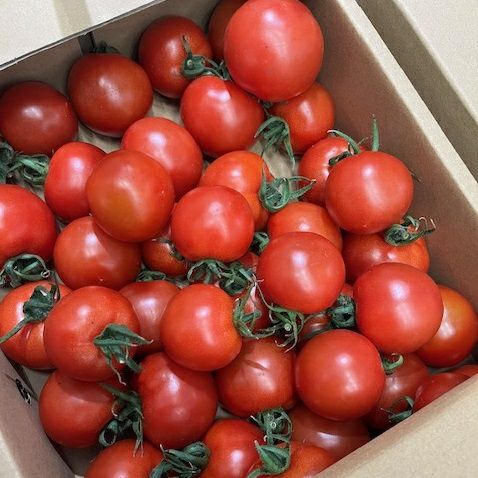 トマト 入荷次第順次出荷】醤とまと 2kg | オオゼキオンラインストア